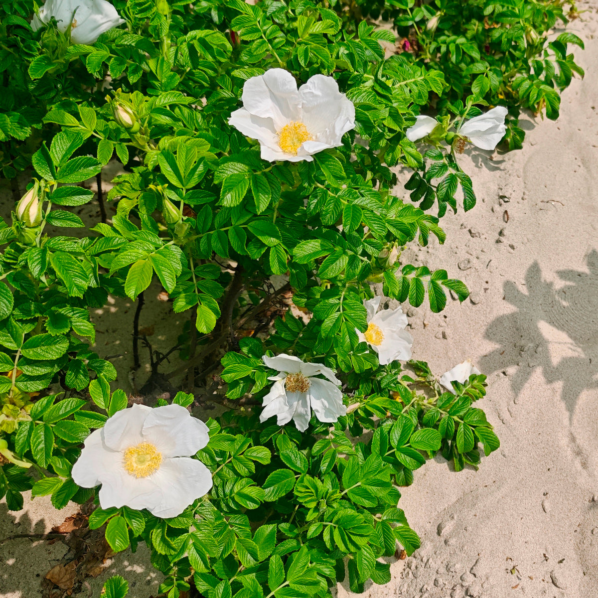 Rosier rugueux à fleurs blanches - Willemse