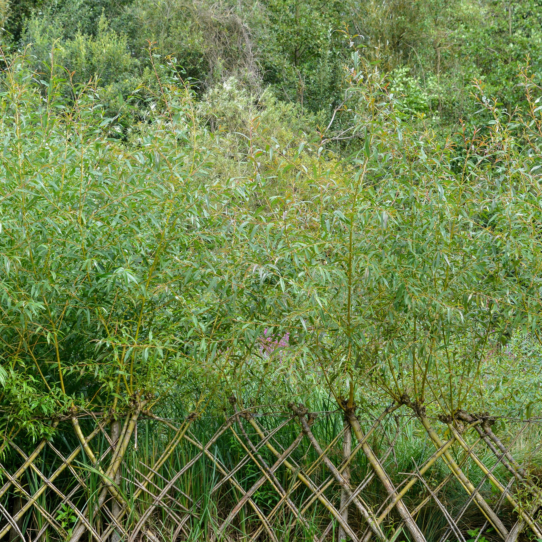 Saule - Osier brun - Salix triandra - Willemse