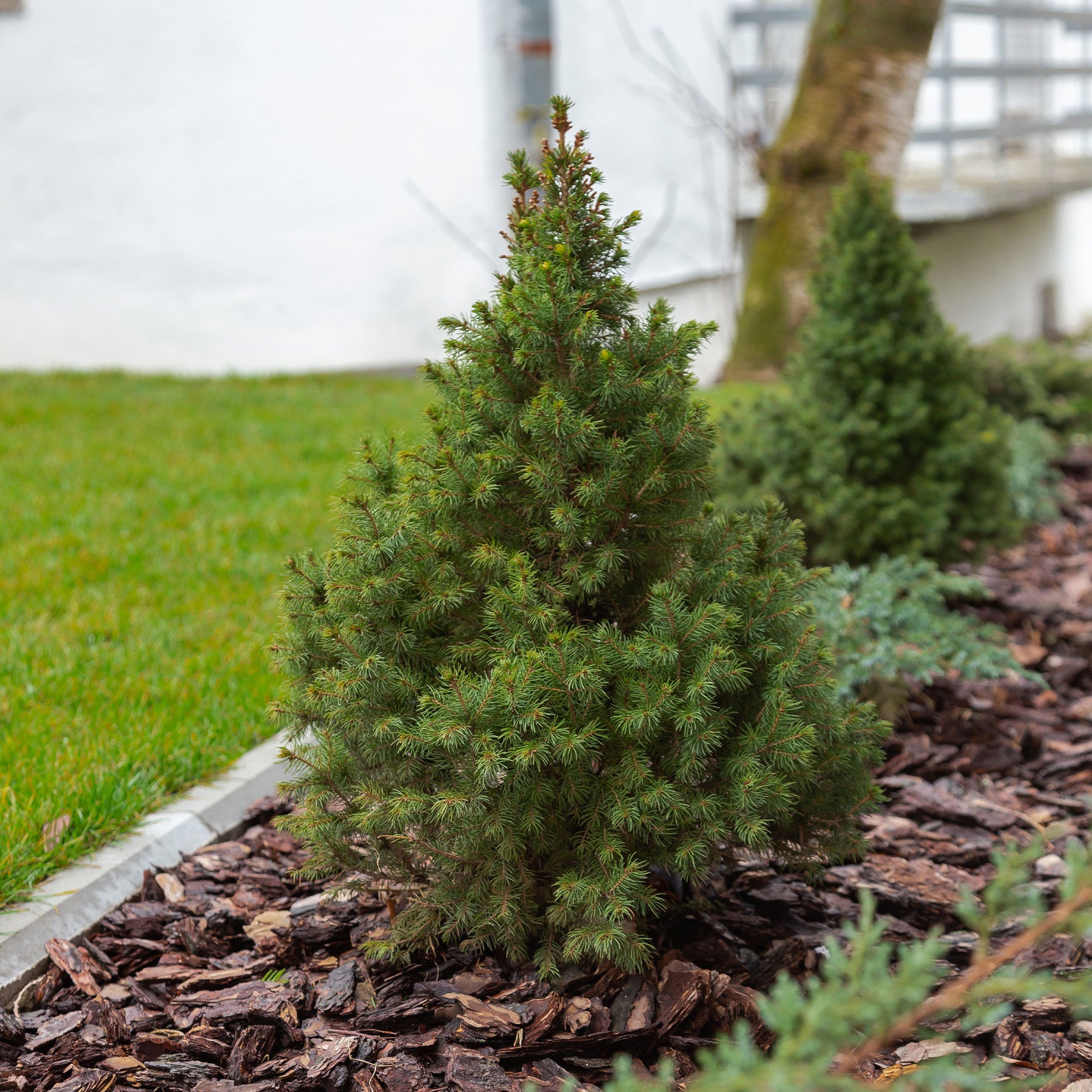 Picea glauca Conica - Willemse