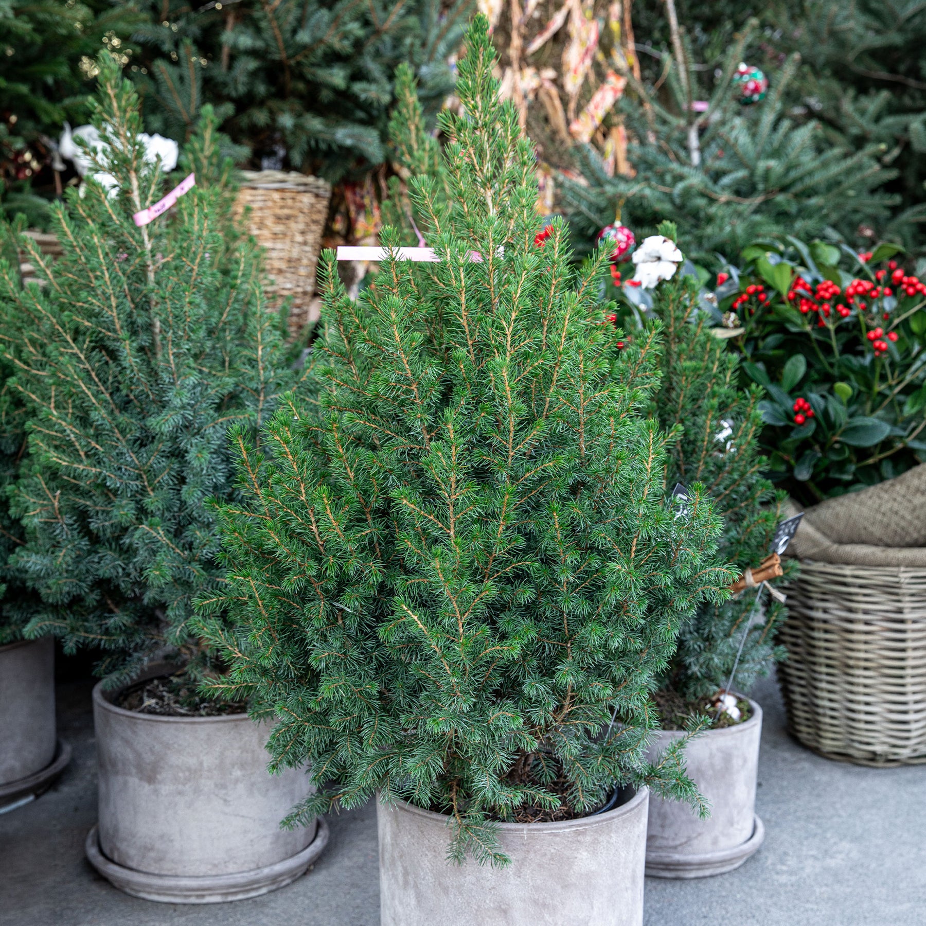 Picea glauca Conica - Picea glauca Conica - Conifères