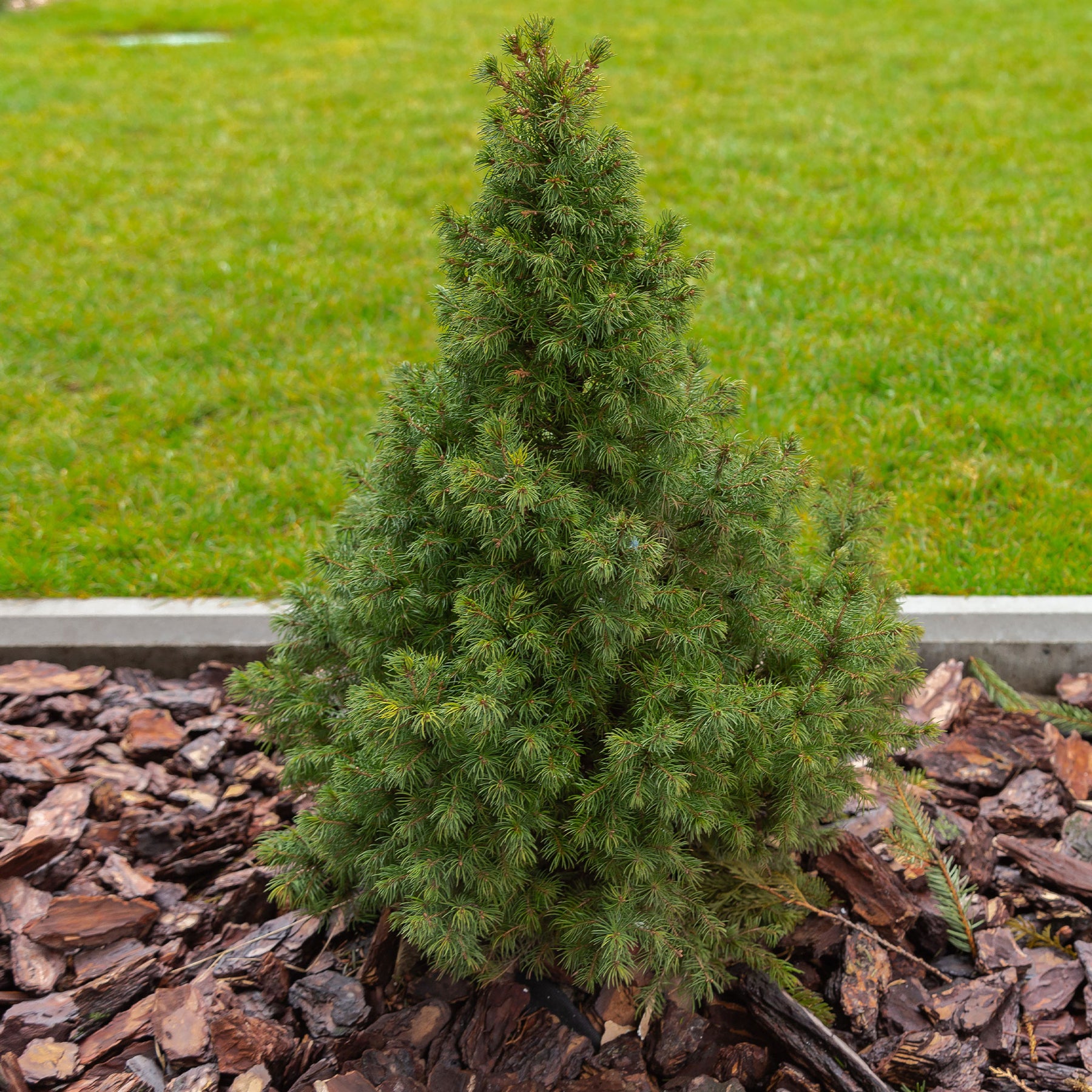 Picea glauca Conica - Picea glauca Conica - Willemse