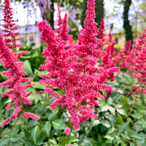 Astilbe - Astilbe d'Arends Fanal - Astilbe arendsii Fanal