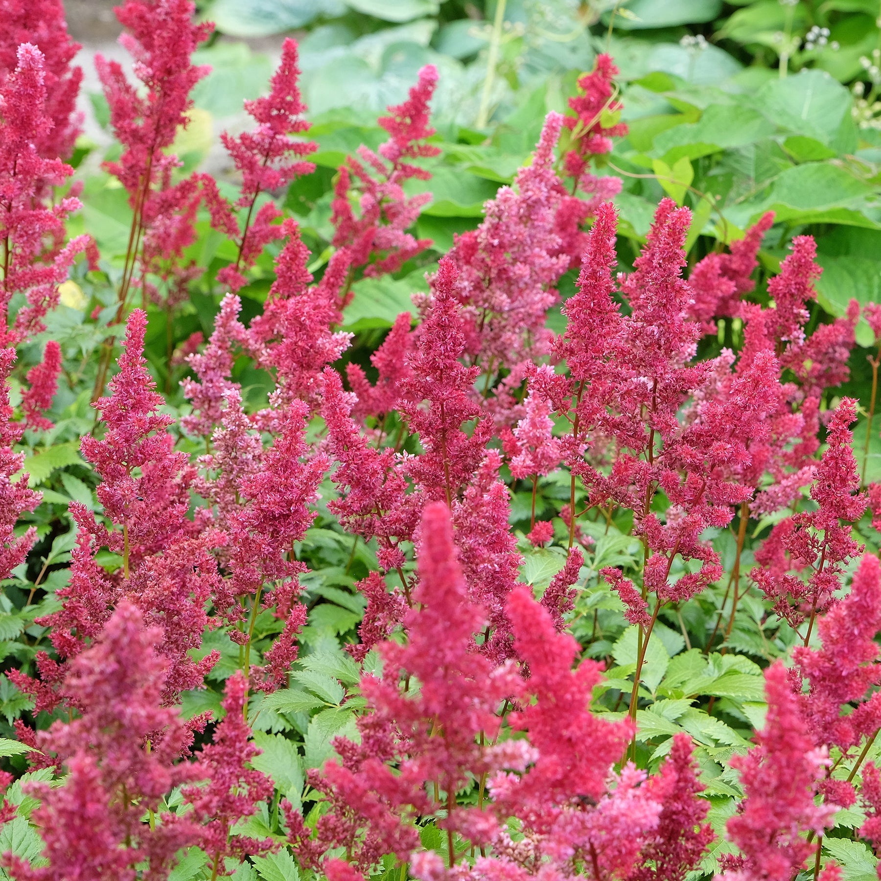 Astilbe arendsii Fanal - Astilbe d'Arends Fanal - Astilbe