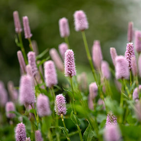 Persicaria bistorta Superba - Renouée bistorte Superba - Renouée - Persicaria