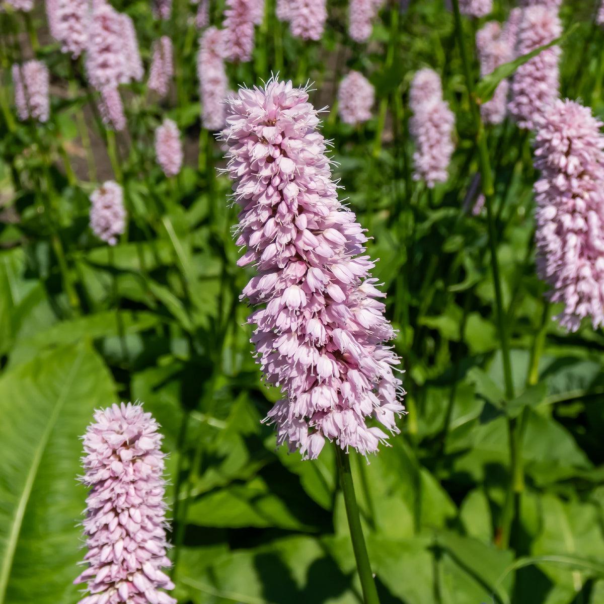 Renouée bistorte Superba - Persicaria bistorta Superba - Willemse