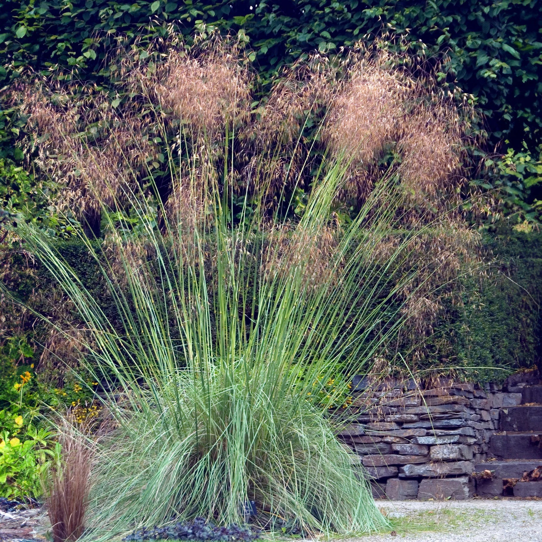 Vente 5 Vivaces pour massif champêtre - Stipa gigantea, Pennisetum alopecuroides,Rudbeckia fulgida,Achillea millefolium,Persicaria amplexicaulis 