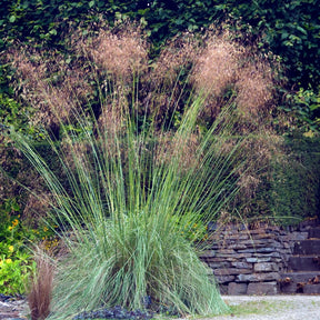Vente 5 Vivaces pour massif champêtre - Stipa gigantea, Pennisetum alopecuroides,Rudbeckia fulgida,Achillea millefolium,Persicaria amplexicaulis 