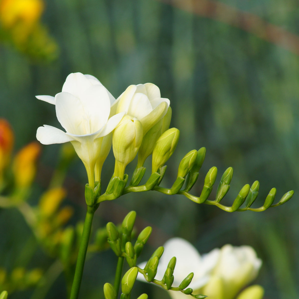 15 Freesia simple blanche - Freesia 'white' - Willemse
