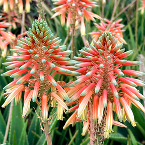 Aloe Safari Sunrise - Willemse