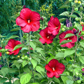 Hibiscus des marais Luna Red - Willemse