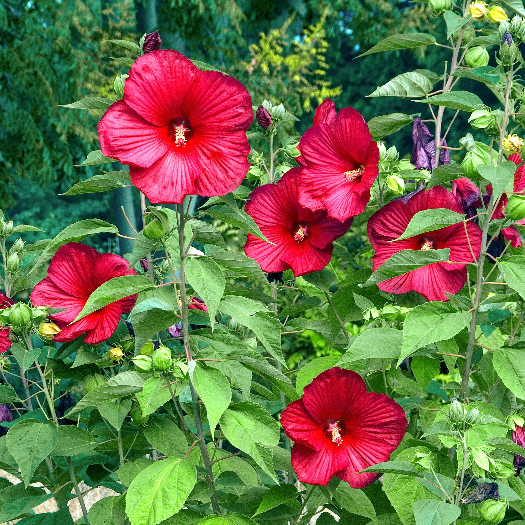 Hibiscus des marais Luna Red - Hibiscus moscheutos Luna Red - Willemse