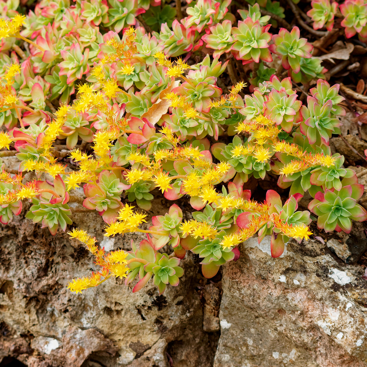 Sedum palmeri