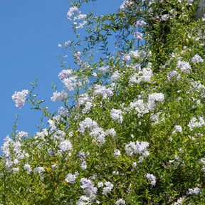 Solanum jasminoides - Morelle faux-jasmin - Jasmins