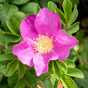 Rosa rugosa rubra - Rosier rugueux rose foncé - Rosier rugueux - Rosa rugosa