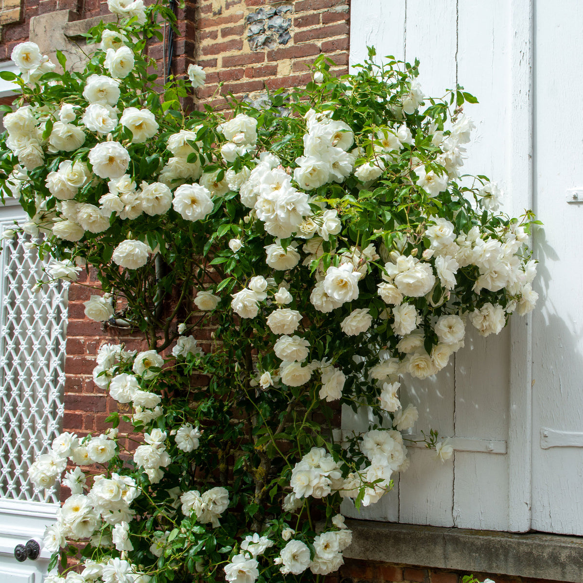 Rosier grimpant blanc - Rosa - Willemse