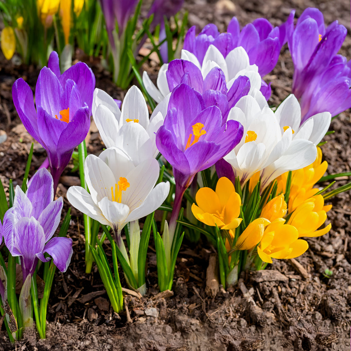 100 Crocus à grosses fleurs en mélange - Crocus vernus - Willemse