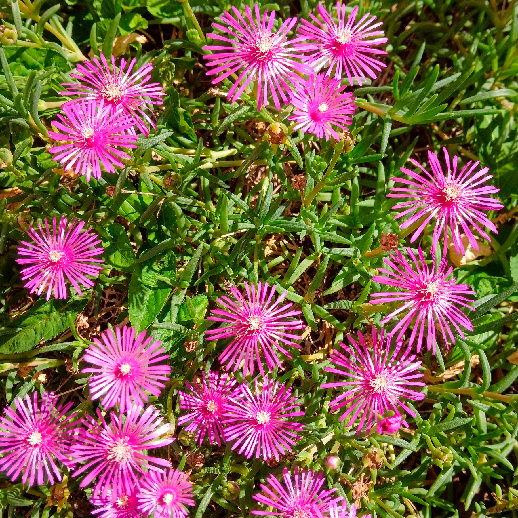 Delosperma de Cooper - Willemse