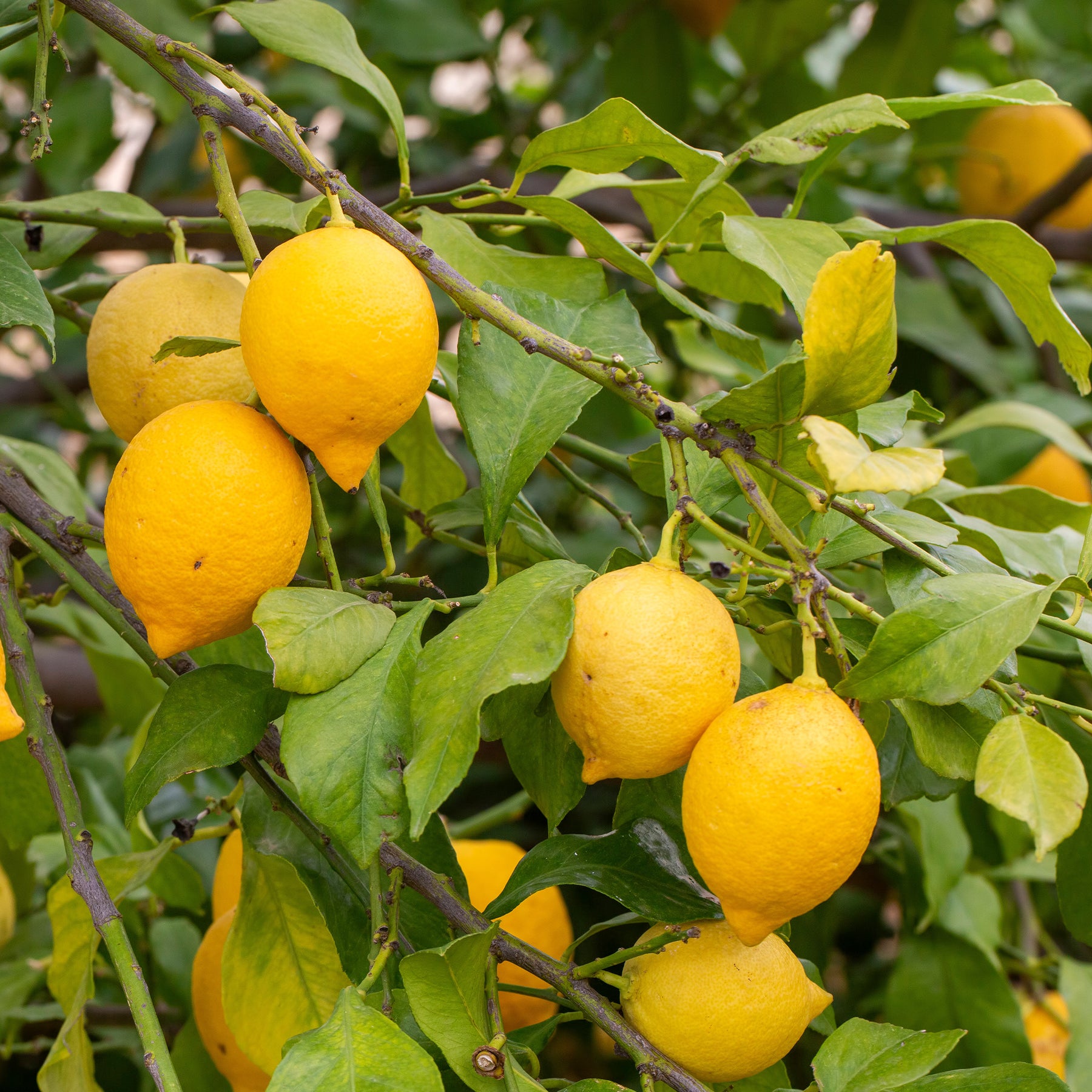Citrus limon - Citronnier - Citrus limon - Citronnier