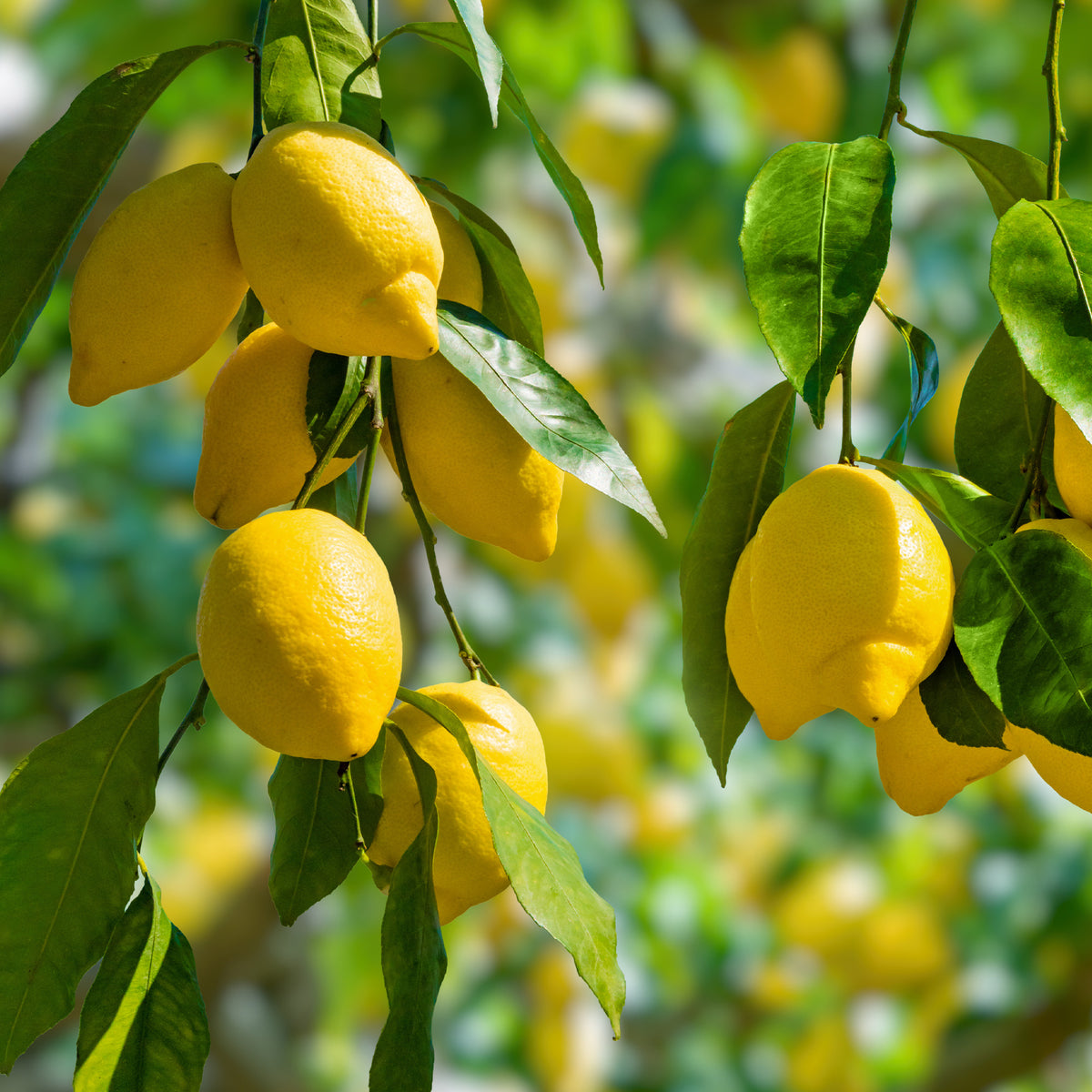 Citronnier - Citrus limon - Willemse