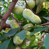 Asiminier Triloba - Willemse