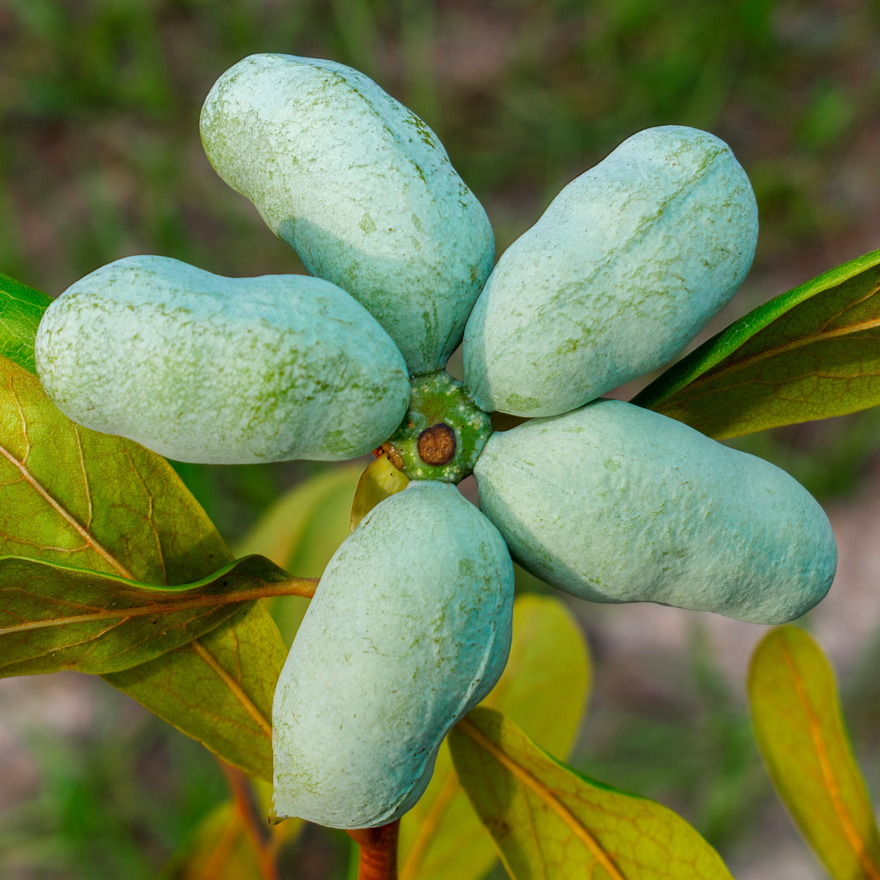 Arbres fruitiers exotiques - Asiminier Triloba - Asimina Triloba Prima