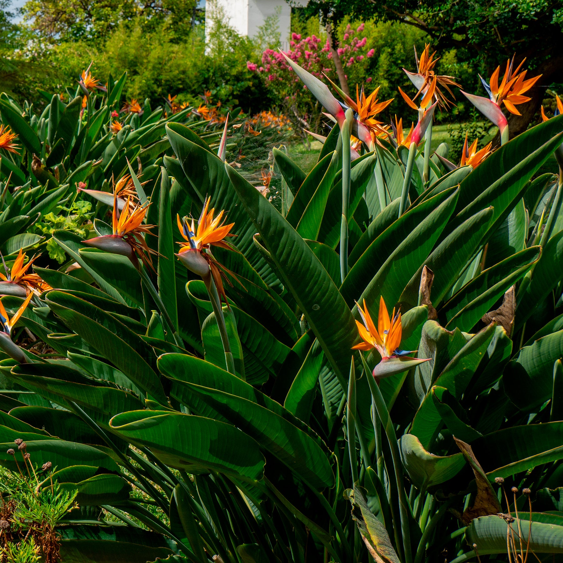 Vente Oiseau du paradis Strelitzia - Strelitzia reginae