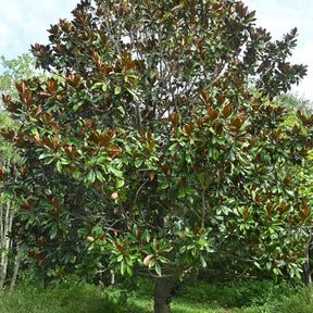 Vente Magnolia à grandes fleurs - Magnolia grandiflora