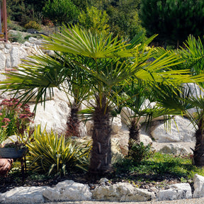 Palmier chanvre nain du Chusan - Willemse