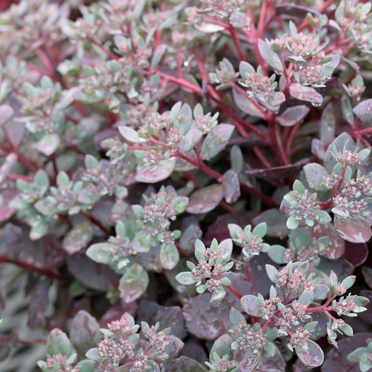 Sedum Sunsparkler® Dazzleberry - Willemse