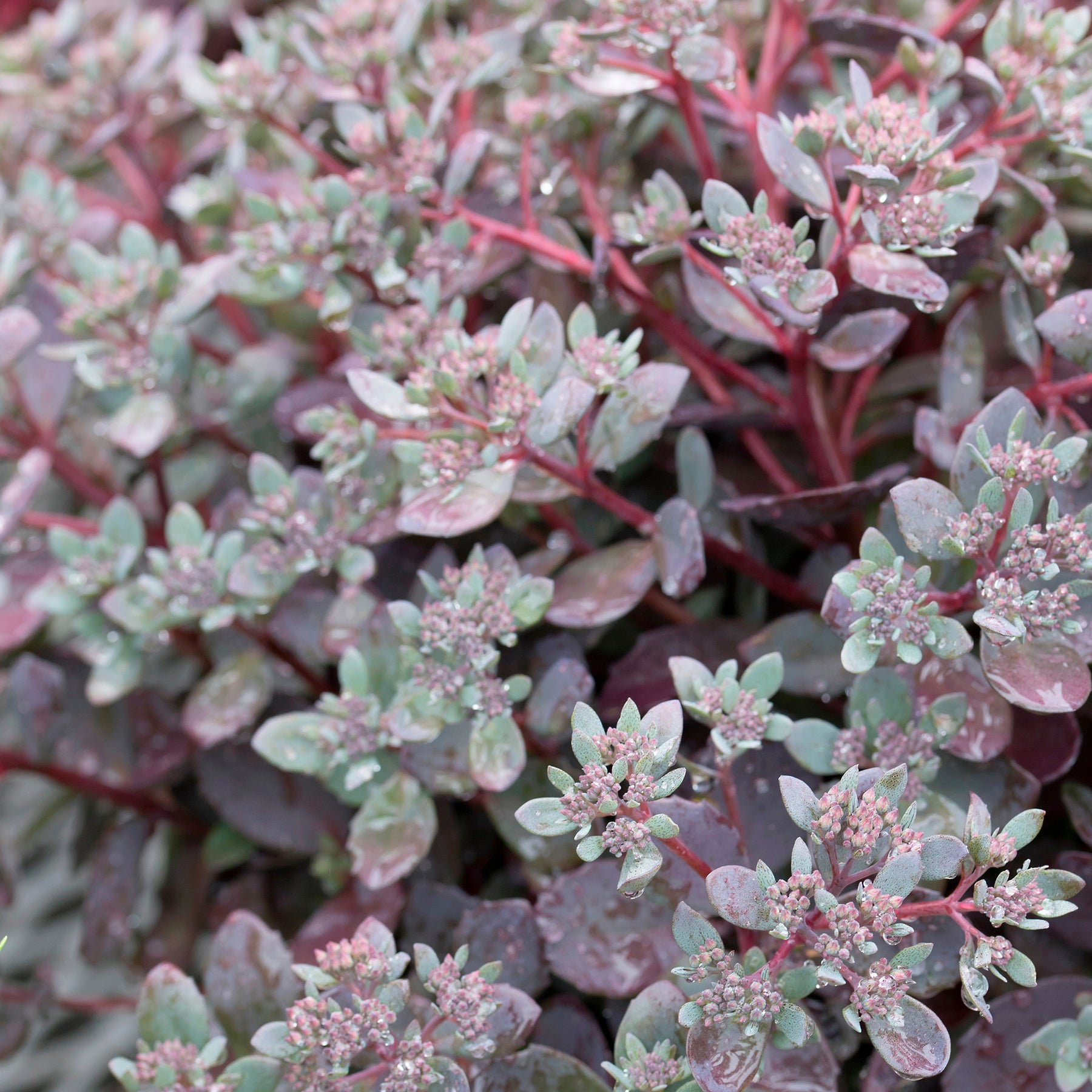 Sedum Sunsparkler® Dazzleberry - Willemse