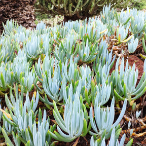 Arbustes à feuillage persistant - Seneçon - Senecio mandraliscae