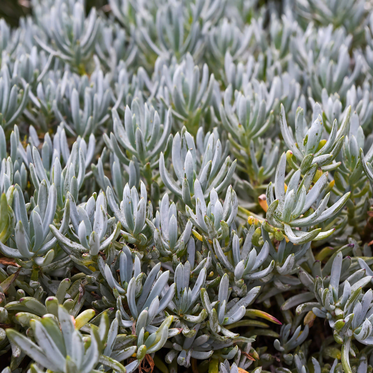 Seneçon - Senecio mandraliscae - Willemse