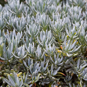 Seneçon - Senecio mandraliscae - Willemse