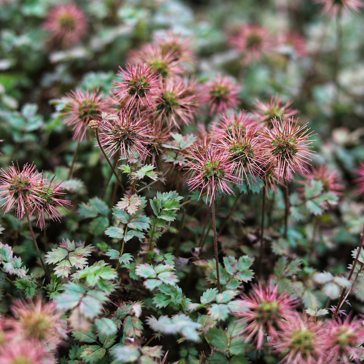 3 Lampourdes Magellan - Willemse