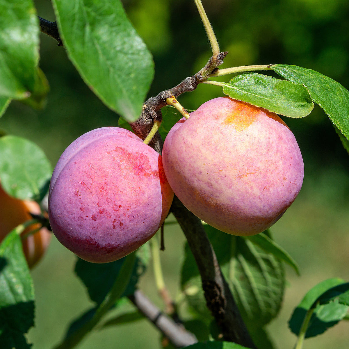 Prunier Victoria - Prunus domestica victoria - Willemse
