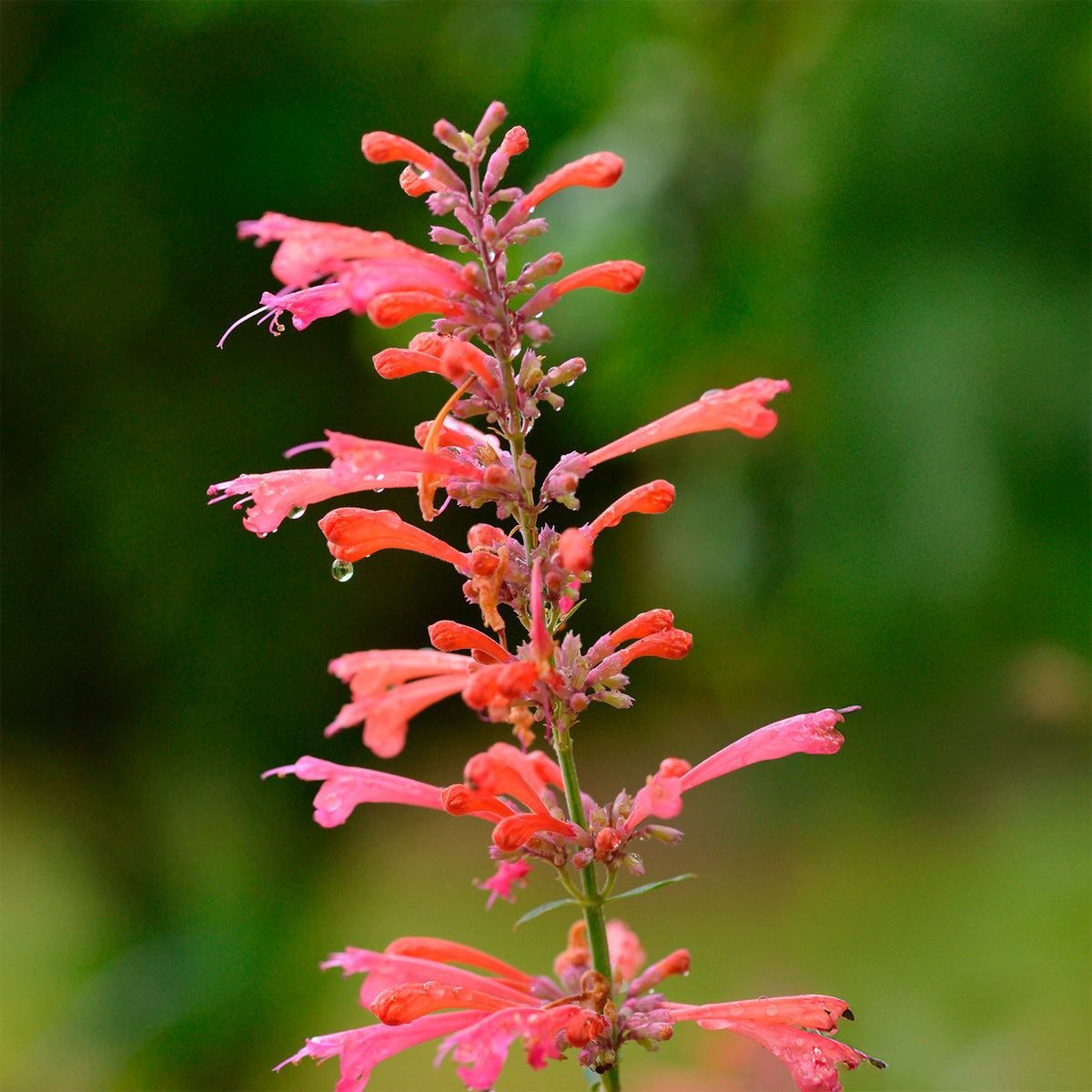 Agastache Kudos Coral - Willemse
