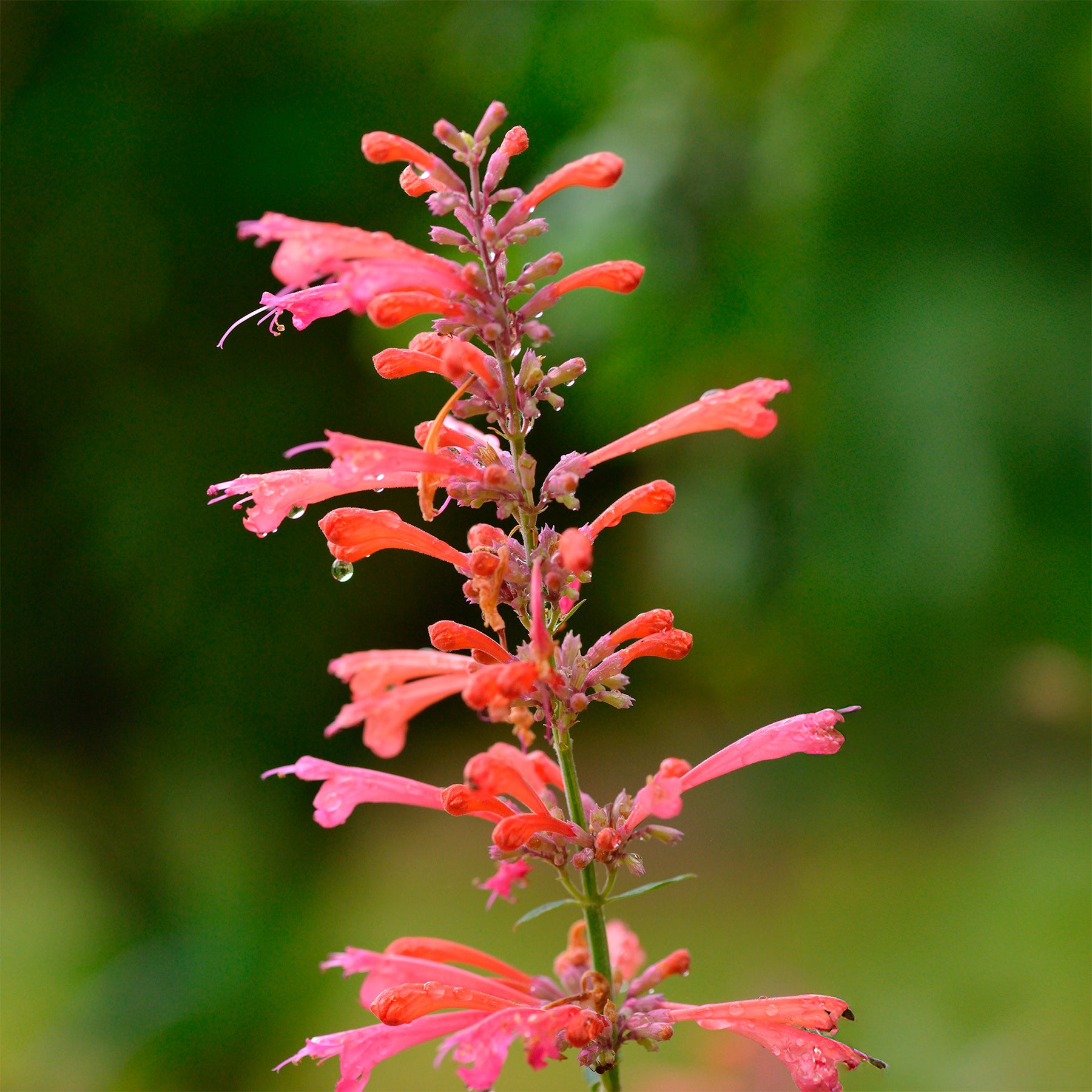 Agastache Kudos Coral - Willemse