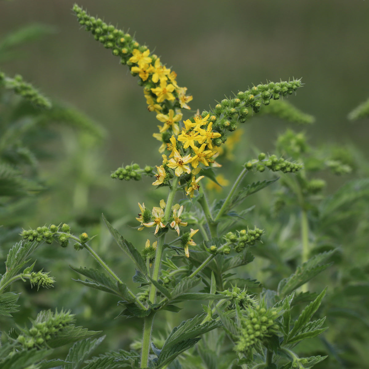 Aigremoine eupatoire - Agrimonia eupatoria - Willemse