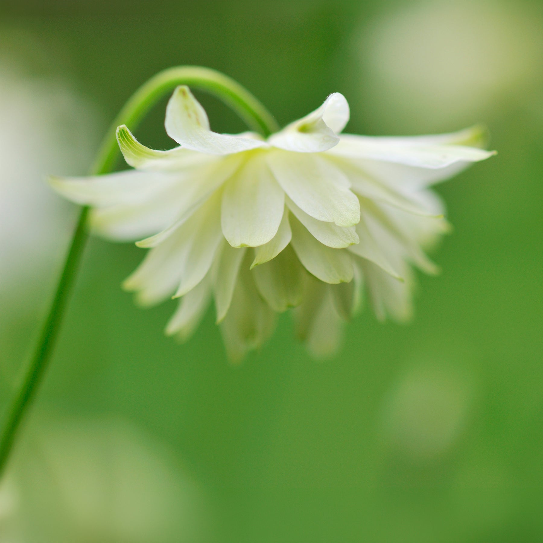 Ancolie des jardins Green Apples - Aquilegia vulgaris stellata Green Apples - Willemse
