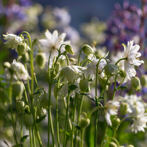 Ancolie des jardins Green Apples - Willemse