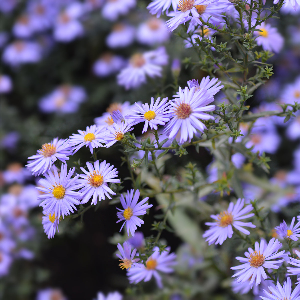 Aster nain d'automne Professor Anton Kippenberg - Willemse
