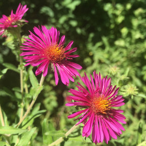 Aster de Nouvelle-Angleterre Septemberrubin - Willemse