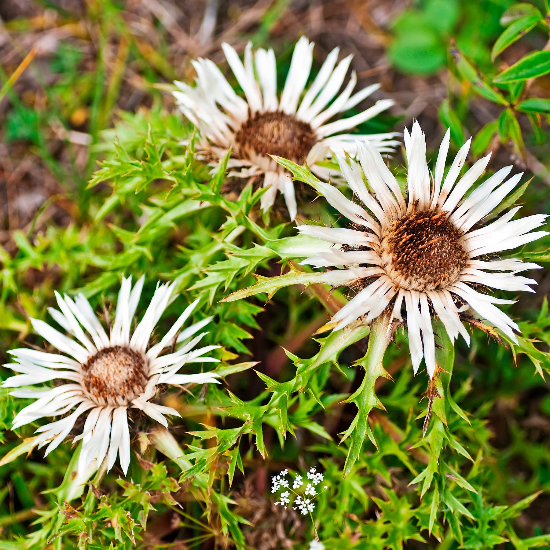 Vente Carline acaule - Carlina acaulis subsp. simplex