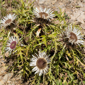Vivaces sauvages - Carline acaule - Carlina acaulis subsp. simplex