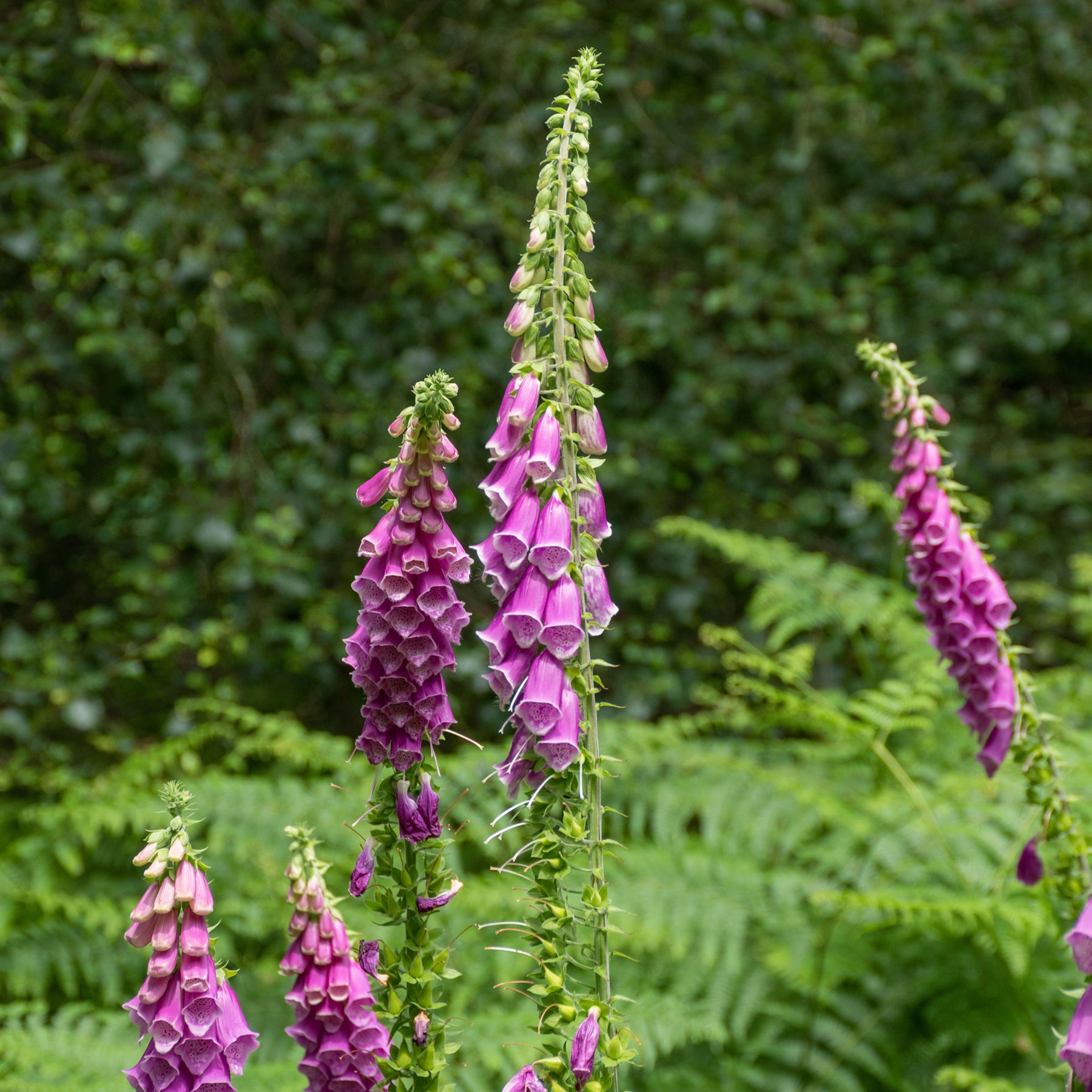 Digitalis purpurea - Digitale pourpre - Digitale