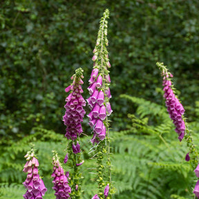 Digitalis purpurea - Digitale pourpre - Digitale