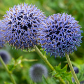 Boule azurée Blue Globe - Willemse