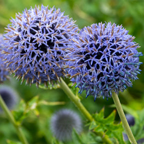 Boule azurée Blue Globe - Willemse