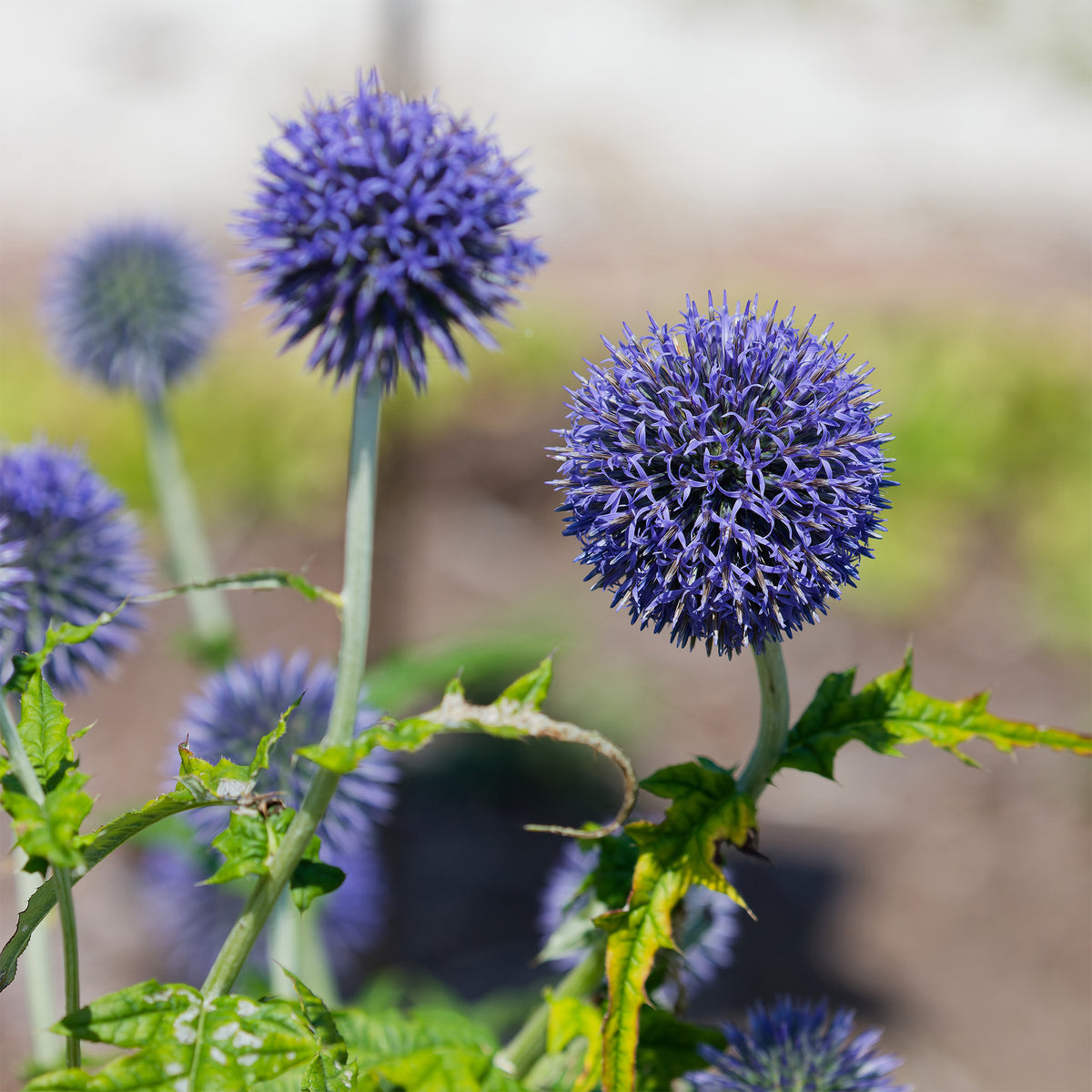 Boule azurée Blue Globe - Echinops bannaticus blue globe - Willemse