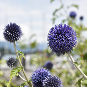 Echinops bannaticus blue globe - Boule azurée Blue Globe - Boule azurée
